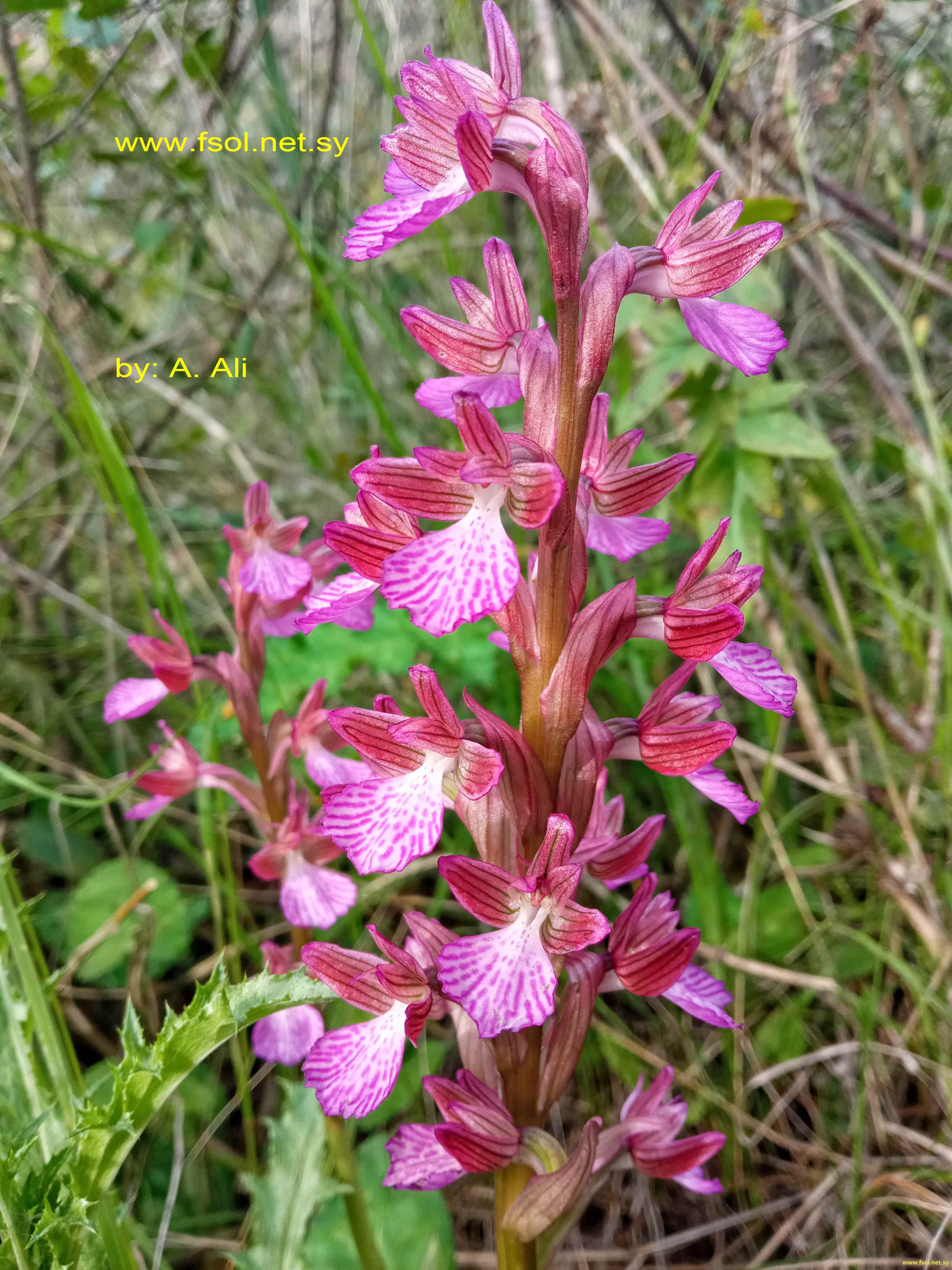 Anacamptis papilionacea (L.) R.M.Bateman, Pridgeon & M.W.Chase